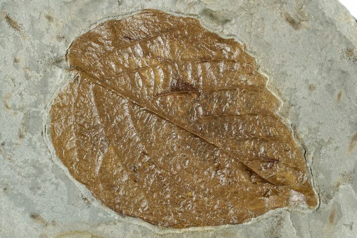 Fossil Leaf (Craspedodromophyllum) - Montana #268289